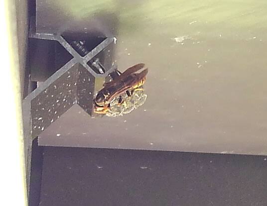 アシナガバチの巣駆除標準